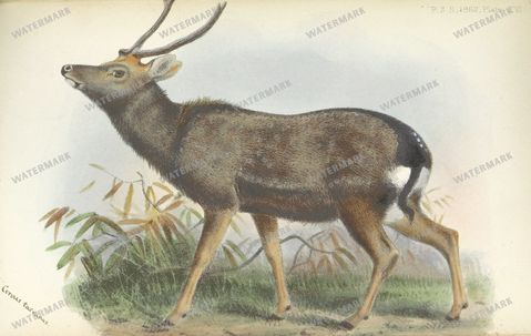 Fauna Vintage Prints