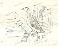 Fauna Vintage Prints