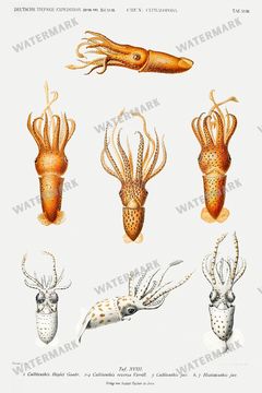 Fish Vintage Prints
