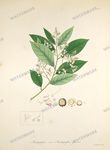 Botanical Plant Vintage Prints