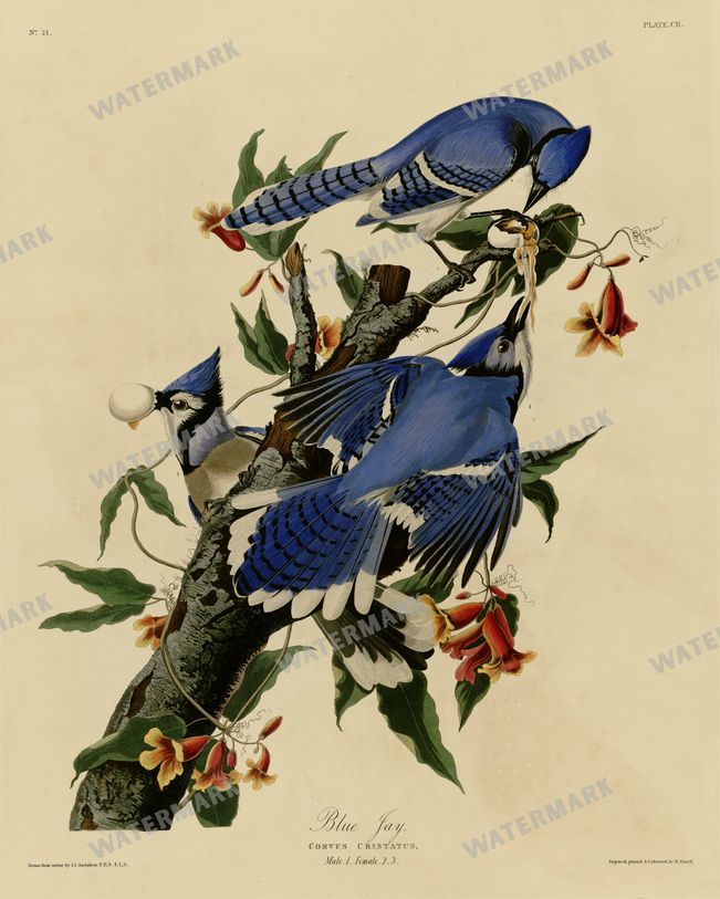 Botanical Vintage Prints