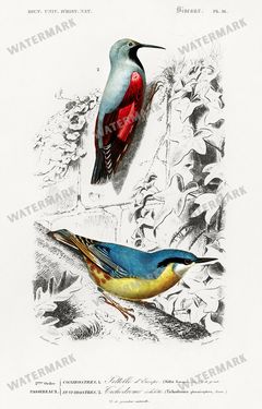 Dictionnaire Universel Dhistoire Naturelle Vintage Prints