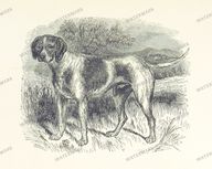 Fauna Vintage Prints