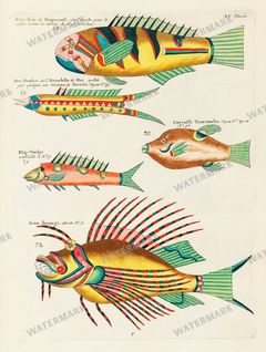 Fish Vintage Prints