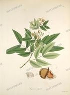 Botanical Plant Vintage Prints
