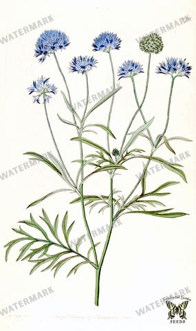 Botanical Vintage Prints