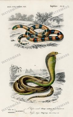 Dictionnaire Universel Dhistoire Naturelle Vintage Prints