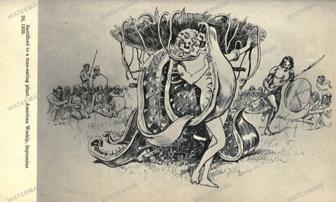 Fauna Vintage Prints