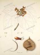 Botanical Plant Vintage Prints