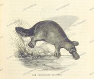 Fauna Vintage Prints