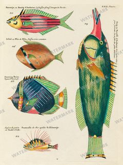 Fish Vintage Prints
