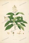 Botanical Plant Vintage Prints