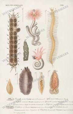 Dictionnaire Universel Dhistoire Naturelle Vintage Prints