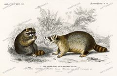 Dictionnaire Universel Dhistoire Naturelle Vintage Prints