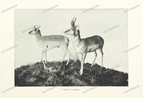 Fauna Vintage Prints
