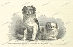 Fauna Vintage Prints