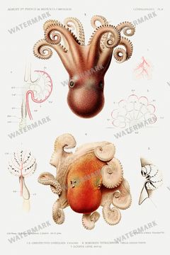 Fish Vintage Prints