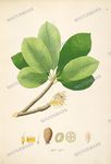 Botanical Plant Vintage Prints