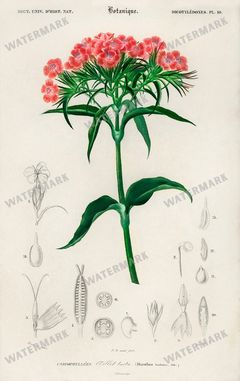 Dictionnaire Universel Dhistoire Naturelle Vintage Prints