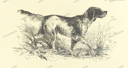 Fauna Vintage Prints