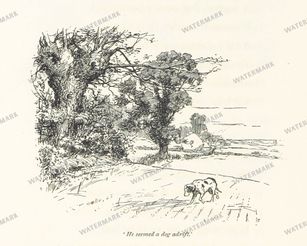 Fauna Vintage Prints