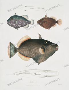 Fish Vintage Prints