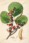 Botanical Plant Vintage Prints