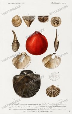 Dictionnaire Universel Dhistoire Naturelle Vintage Prints