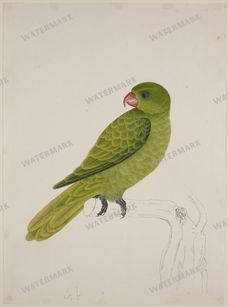 Fauna Vintage Prints