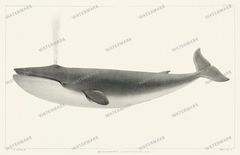 Fish Vintage Prints