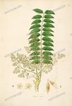 Botanical Plant Vintage Prints
