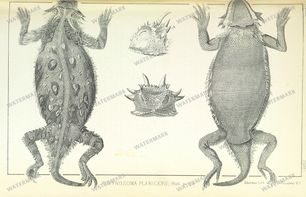 Fauna Vintage Prints