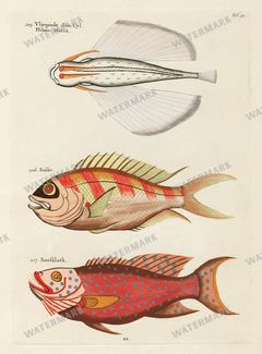 Fish Vintage Prints