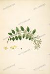 Botanical Plant Vintage Prints