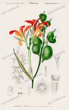 Dictionnaire Universel Dhistoire Naturelle Vintage Prints