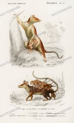 Dictionnaire Universel Dhistoire Naturelle Vintage Prints