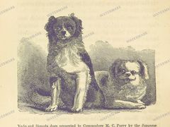 Fauna Vintage Prints