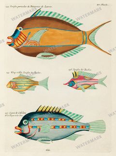 Fish Vintage Prints
