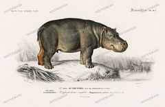 Dictionnaire Universel Dhistoire Naturelle Vintage Prints