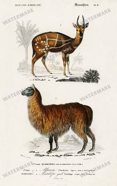 Dictionnaire Universel Dhistoire Naturelle Vintage Prints