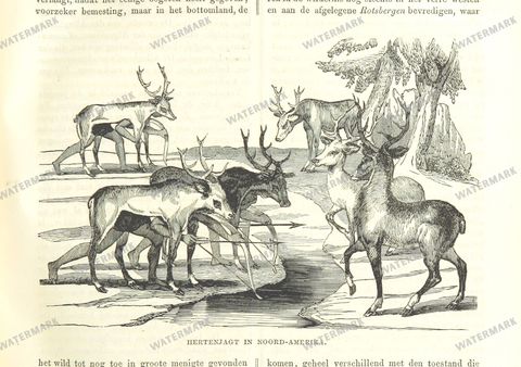 Fauna Vintage Prints