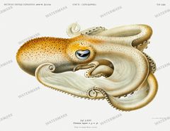 Fish Vintage Prints