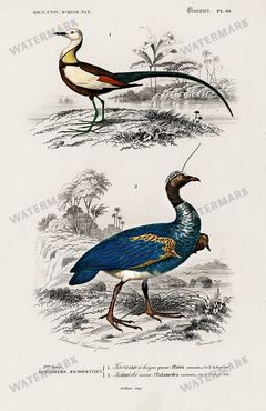 Dictionnaire Universel Dhistoire Naturelle Vintage Prints