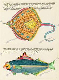 Fish Vintage Prints