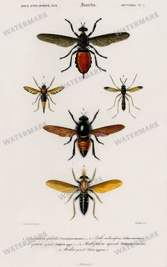 Dictionnaire Universel Dhistoire Naturelle Vintage Prints