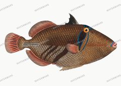Fish Vintage Prints