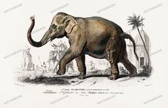 Dictionnaire Universel Dhistoire Naturelle Vintage Prints