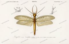 Dictionnaire Universel Dhistoire Naturelle Vintage Prints