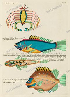 Fish Vintage Prints