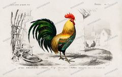Dictionnaire Universel Dhistoire Naturelle Vintage Prints